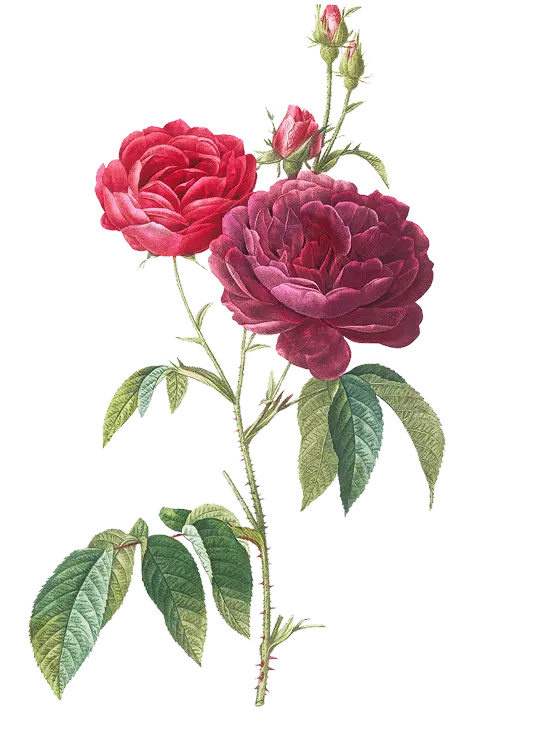 Vintageillustration Blumen