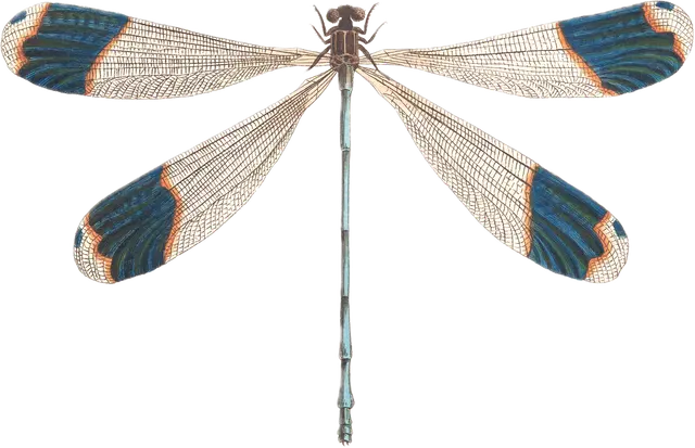 Vintageillustration Libelle